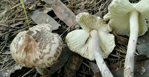 德州母亲采野蘑菇做饭一家四口中毒 10岁儿子病危