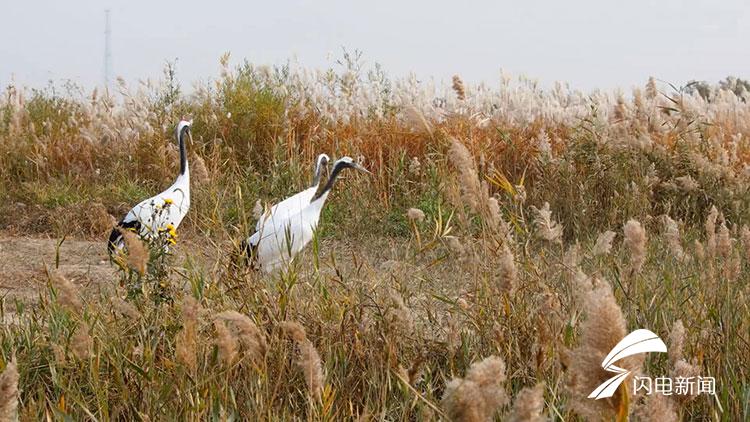 黄河三角洲迎来万只国家级保护候鸟