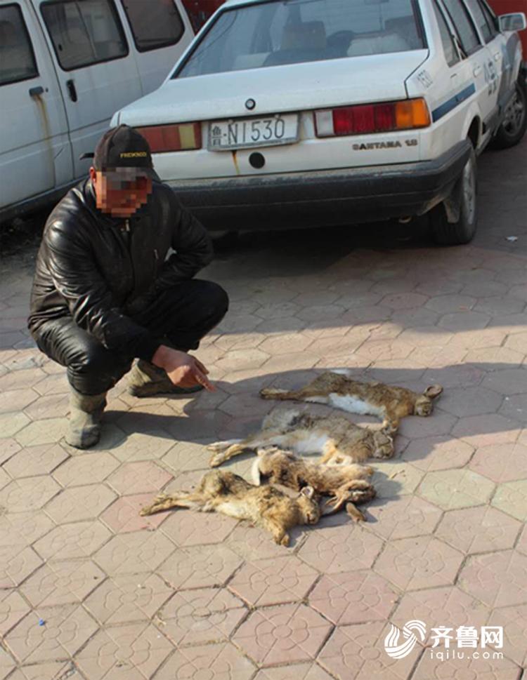 野兔子不能随便乱抓贩卖德州一村民贩卖野兔被处罚