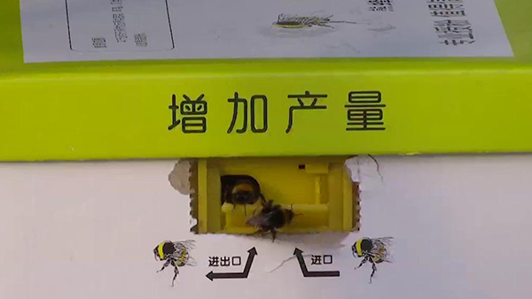 臨邑智慧農業大棚引進了麗蚜小蜂和熊蜂，到底是為了啥？