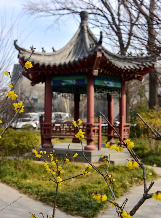 济南气温持续"攀升"最高温达17℃ 梅花怒放迎春来