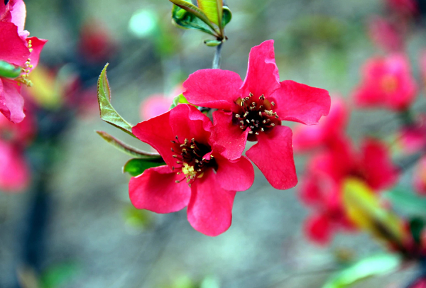临沂市第八届沂州海棠节将于4月9日开幕