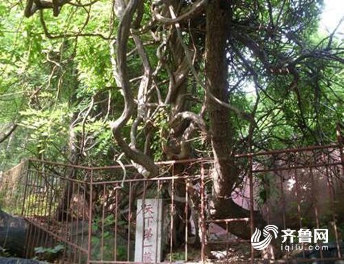 新"宁阳八景"发布 打造城市文化"金名片"