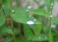 夜讀｜享受春雨 感覺春天那年輕的心跳