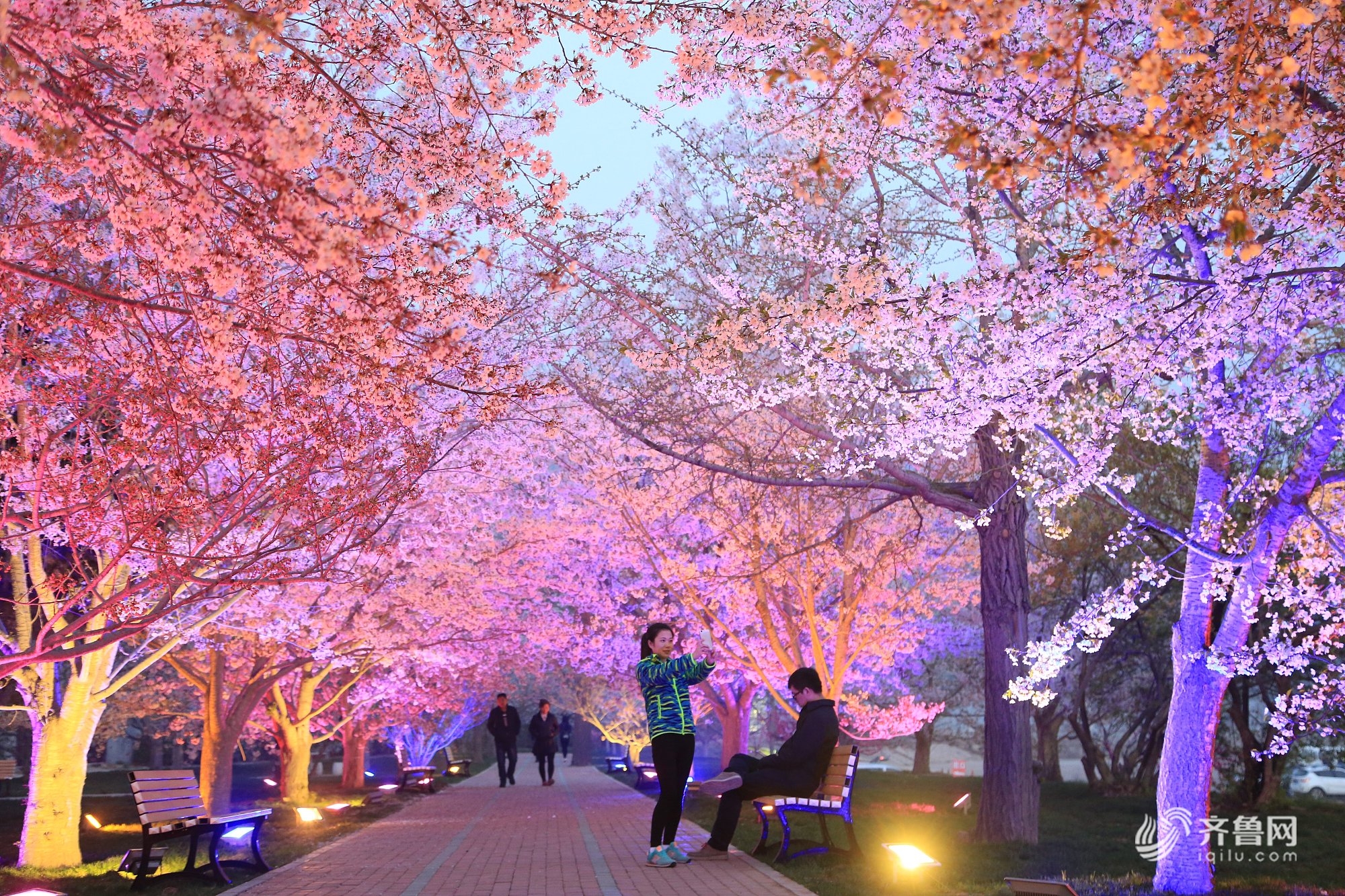 辽宁 旅顺203樱花园每年4月20日至5月10日左右,是樱花盛开的时节