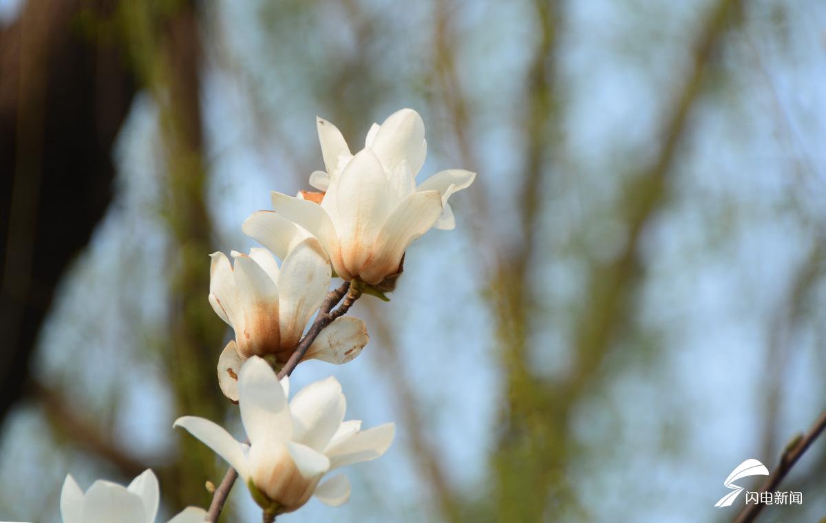 济南泉城公园玉兰花盛开!花期已到 点开保证你想去看