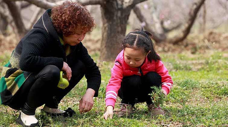 挖野菜享受春日時光，要食用需注意這些問題