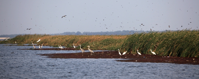黄河故道生态湿地 摄影 鲁增敬_副本.jpg