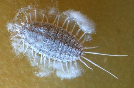 红毛丹暗藏"水果杀手" 青岛空港口岸首次截获大洋臀纹粉蚧