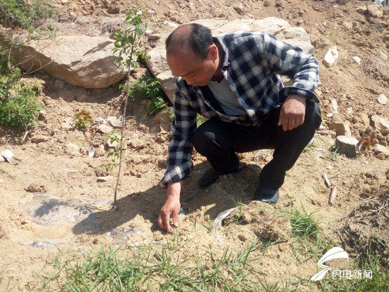 10.杏山村主任张英伟查看新栽杏树苗保墒情况.jpg