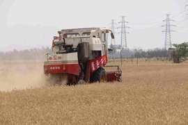 6月7日山東收獲小麥600多萬畝 累計收獲超四成