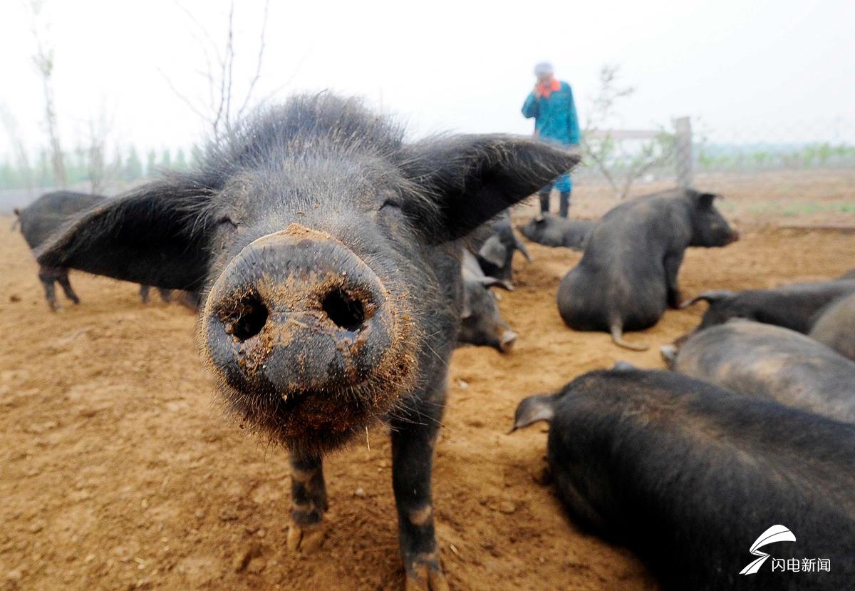 这只可爱的小猪居然学会了冲着镜头眯眼作微笑状