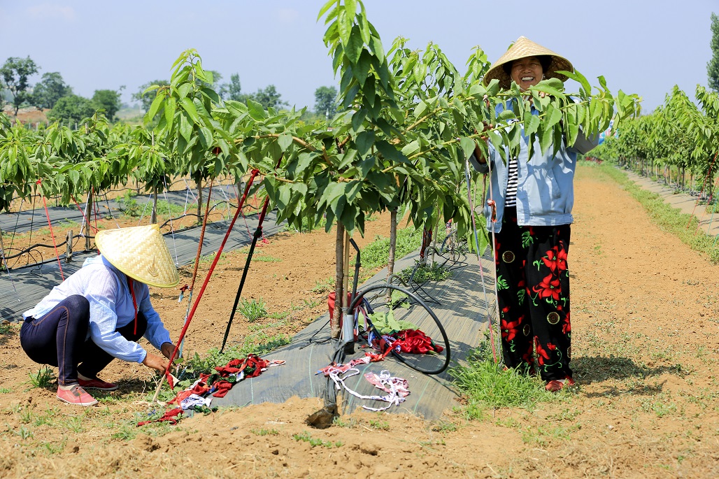 6月21日,西河镇农民在在樱桃园里给樱桃树拉枝