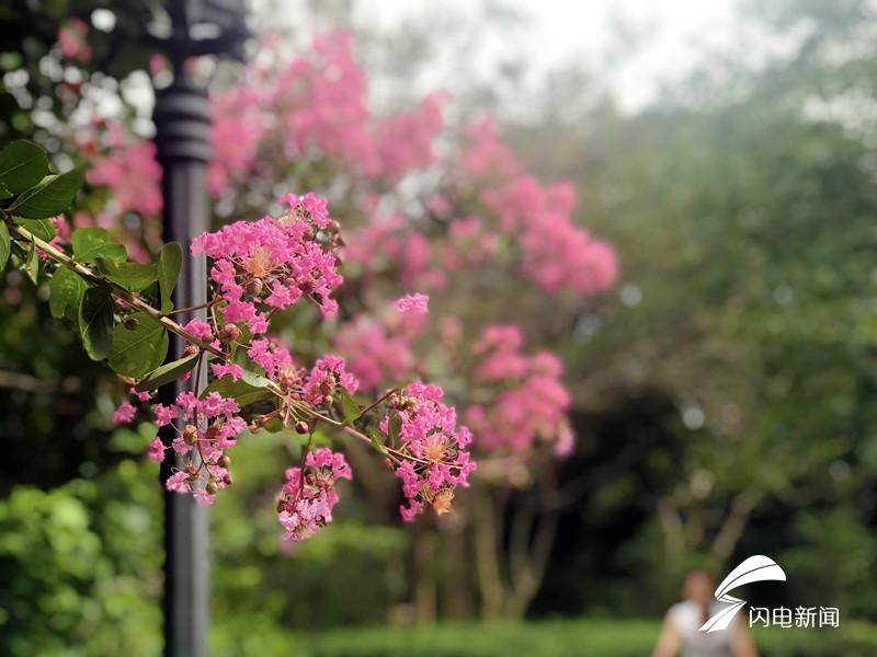 晓迎秋露一枝新紫薇花盛开中山公园赏美景去