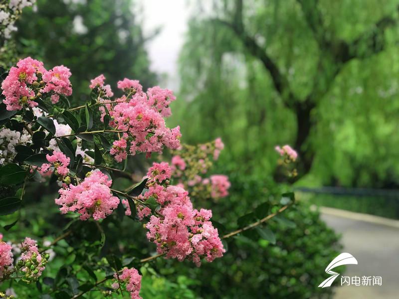 晓迎秋露一枝新紫薇花盛开中山公园赏美景去