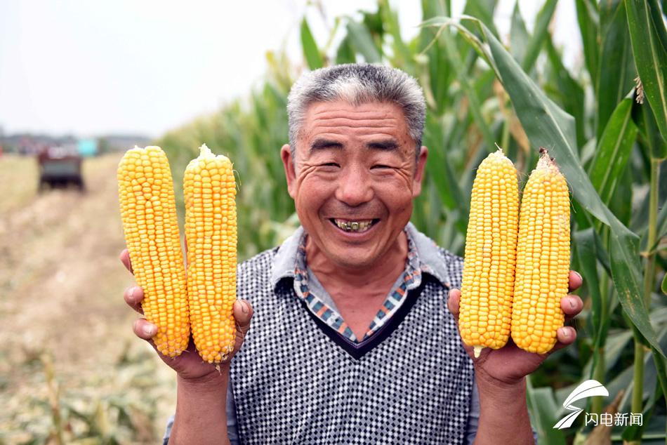 9月18日,山東省臨沂市郯城縣泉源鄉後鮑莊村農民李景山面對豐產的玉米