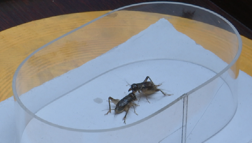 45秒首届中国宁津蟋蟀文博会高手云集来看专业斗蟋大赛