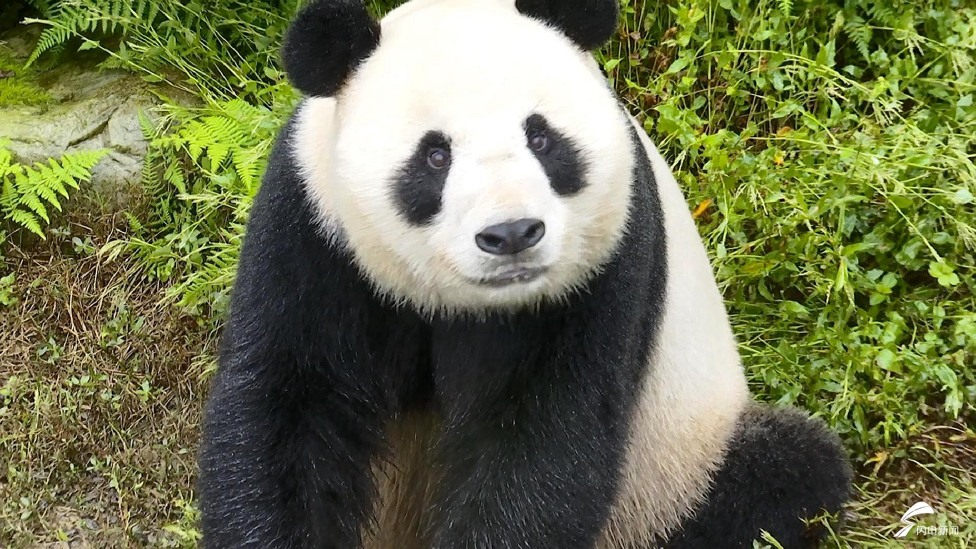 毛茸茸的脑袋,炯炯有神的眼睛……记者见到这只大熊猫第一眼就被它圈