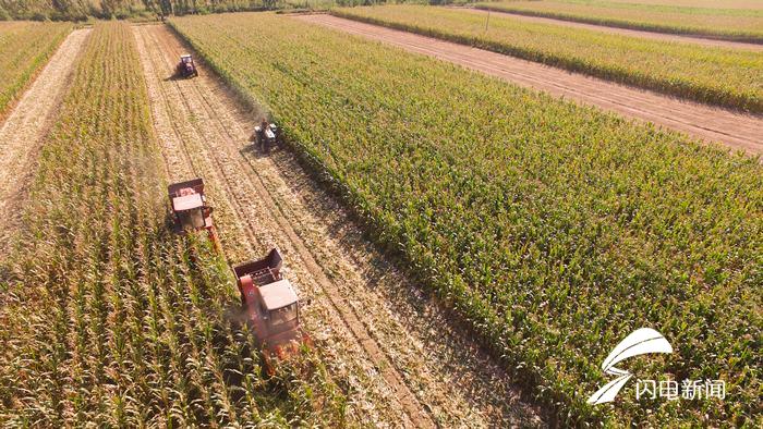 22秒丨航拍玉米地里的国庆节遍地金黄诉说着丰收的故事