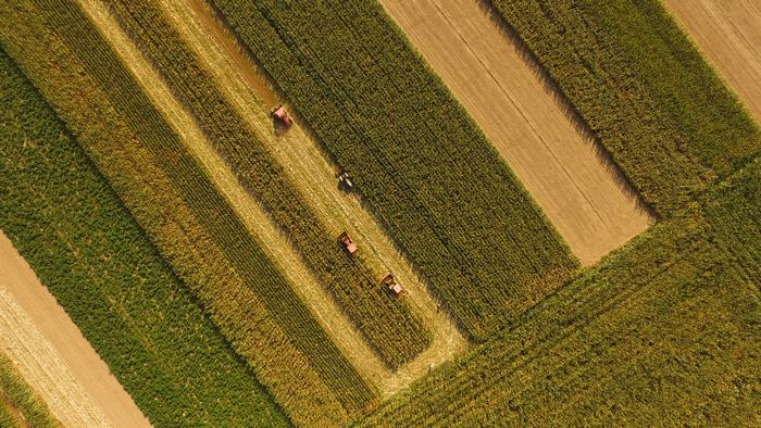 22秒丨航拍玉米地里的国庆节遍地金黄诉说着丰收的故事