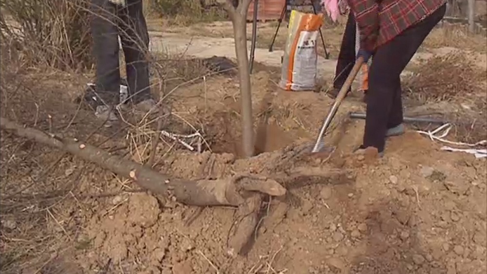 特色种植5.jpg