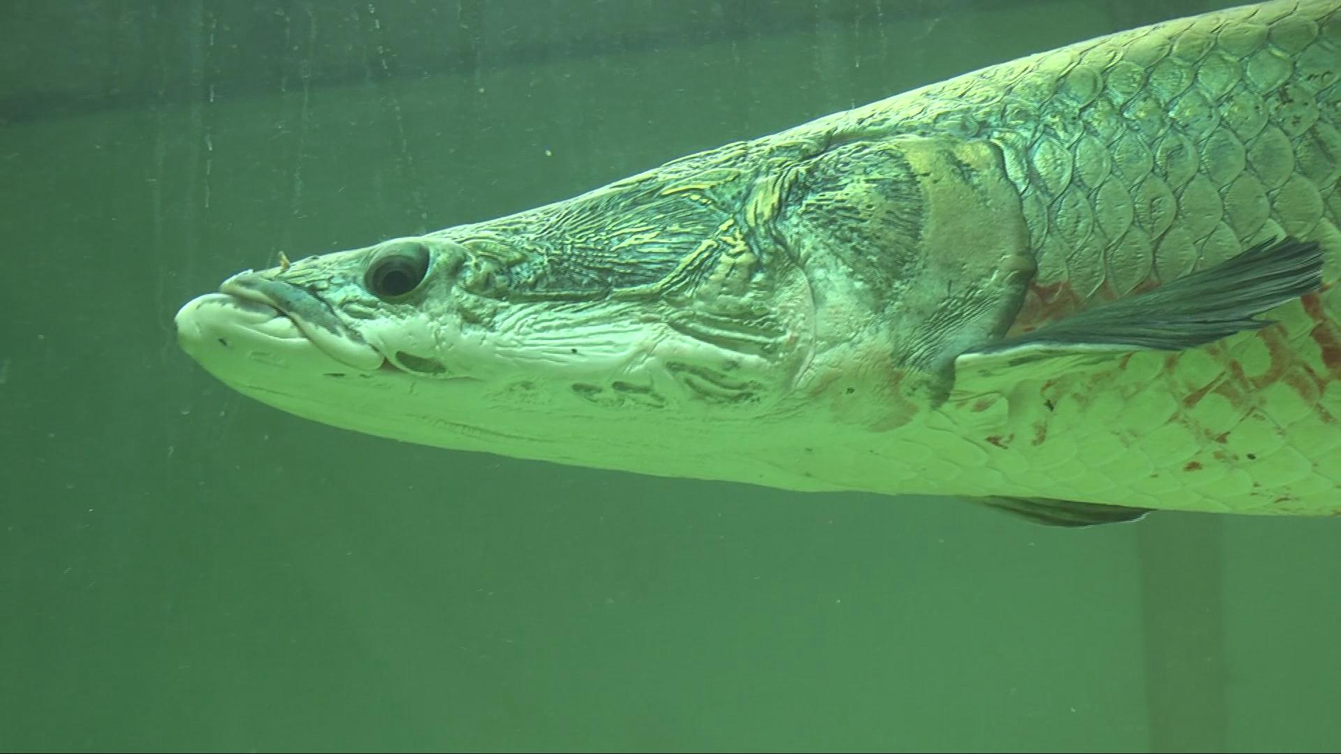 青州人有福了家门口就可看省内数一数二的巨骨舌鱼