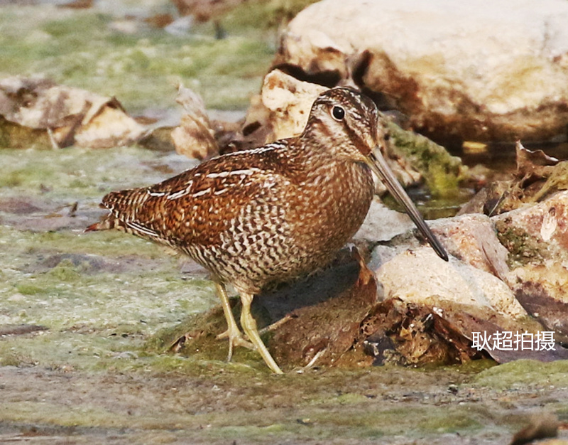 9737c346e8f3113e0db0eefbe68c1fa2.jpg 1.jpg