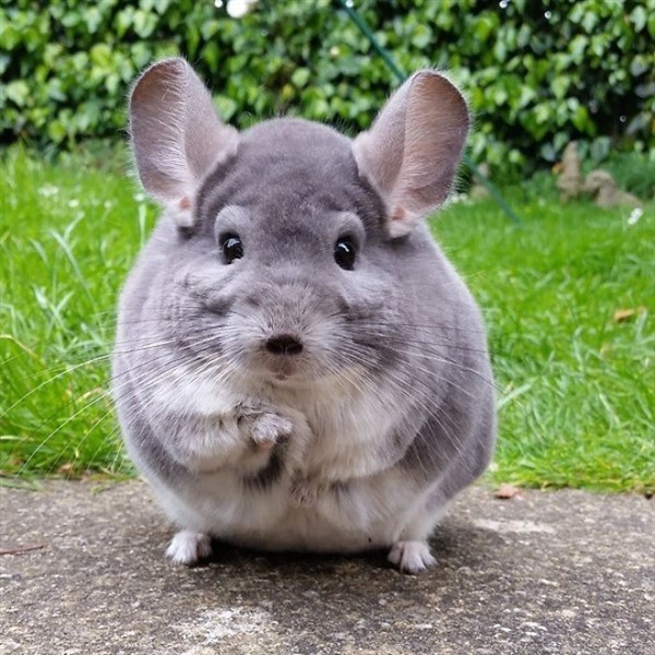 好嗨哟济南奥体心惊现一座疯狂动物园春游有了好去处