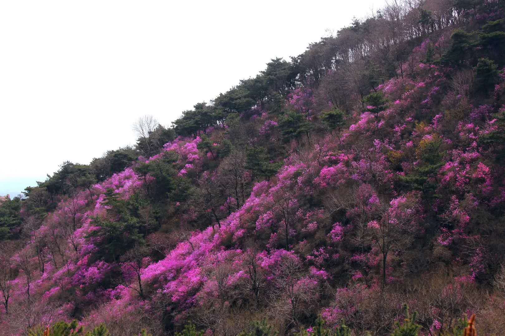 杜鵑花悄然盛開快來五蓮山九仙山徜徉花海世界