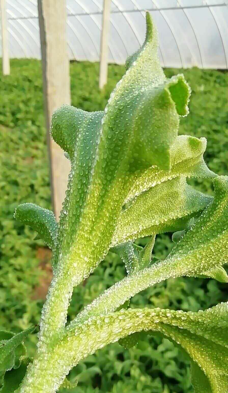 餐桌新贵--"水晶冰菜"盼您帮忙拓销路