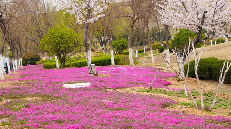4月芝樱花开快来新泰这里看花海