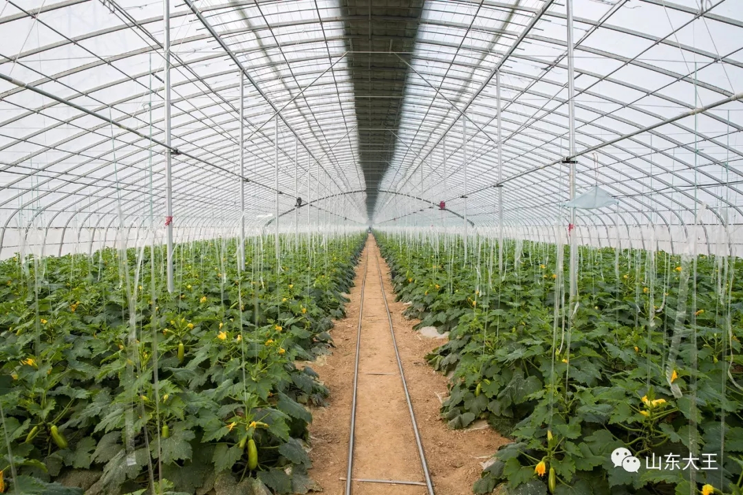 看广饶大王镇现代化蔬菜大棚如何孕育乡村振兴新希望