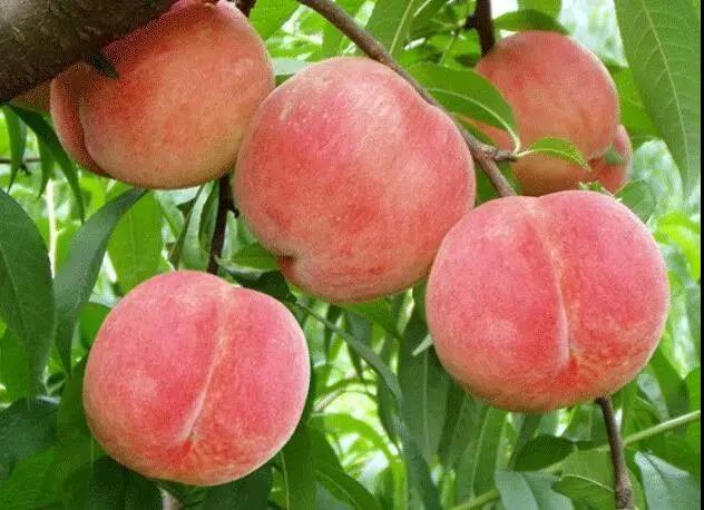 又是一年桃花开,且看"肥城桃"如何成为泰安城市名片?