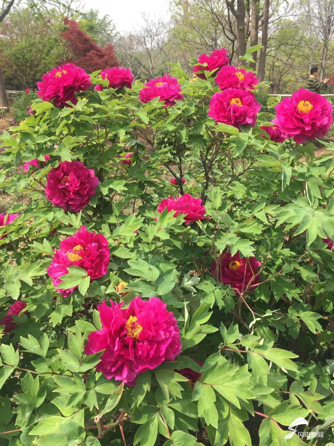 雨后赏花享春色 济南泉城公园牡丹花开