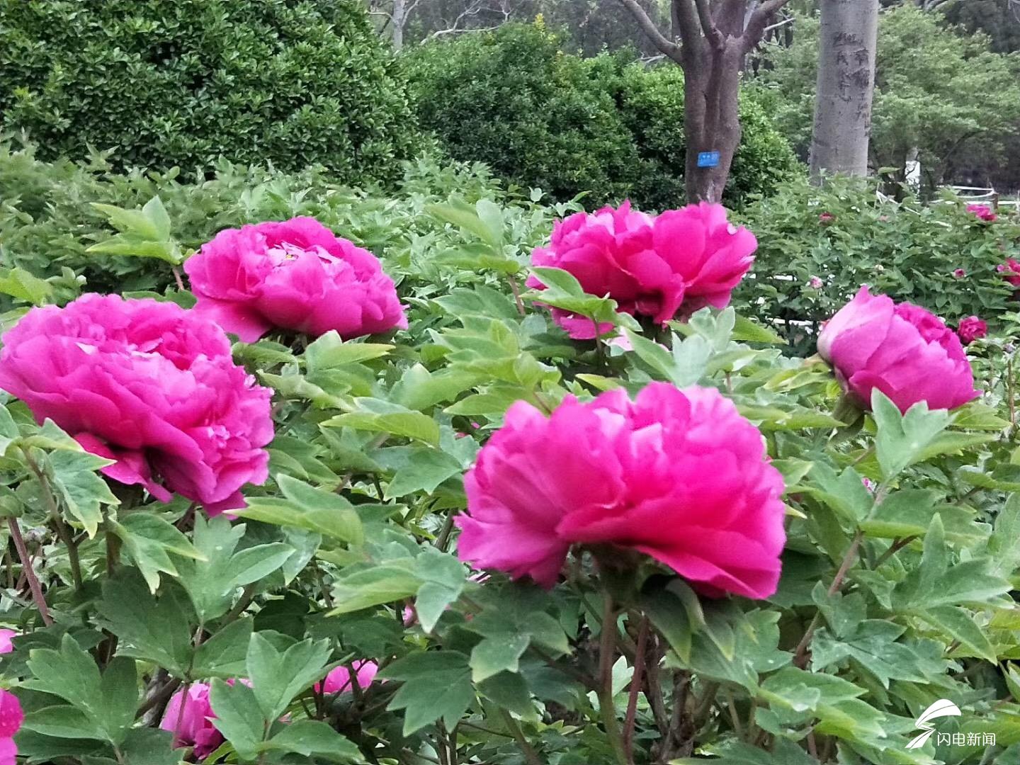 雨後賞花享春色 濟南泉城公園牡丹花開