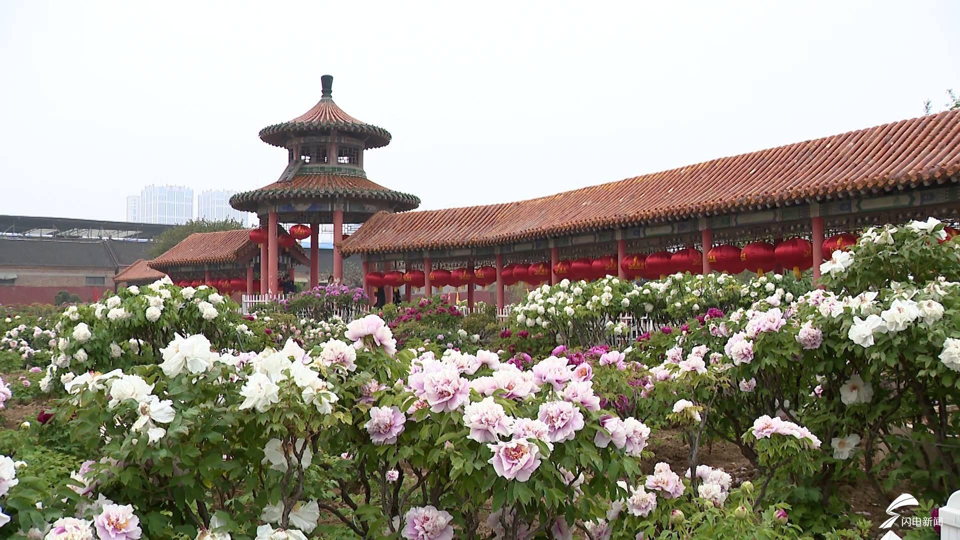 65秒航拍菏泽百花园牡丹怒放花团锦簇国色天香