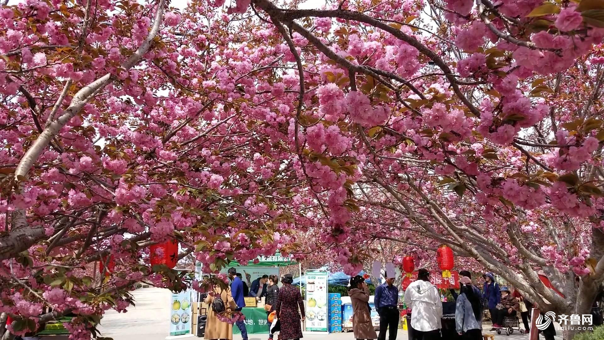 莱阳樱花节2021图片