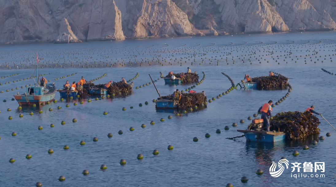 在远海建起一座座高科技的多功能海洋牧场平台,长岛海洋渔业提档升级