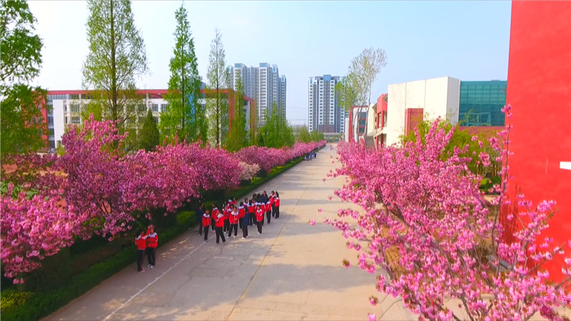 五莲这个校园的樱花,美到窒息!