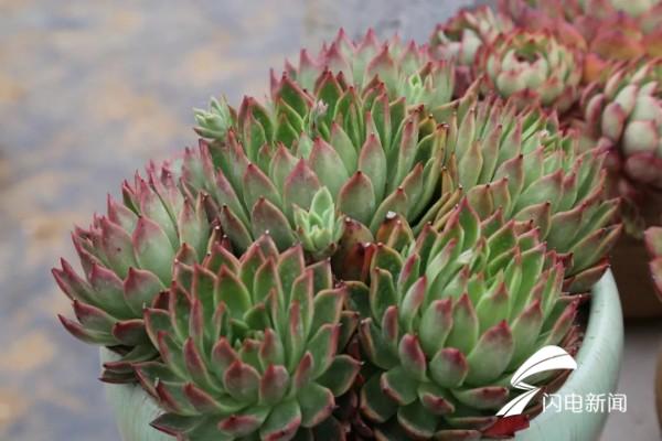 35个品种,15万株……寿光小伙靠打造"多肉王国"走上了"创业路"_山东