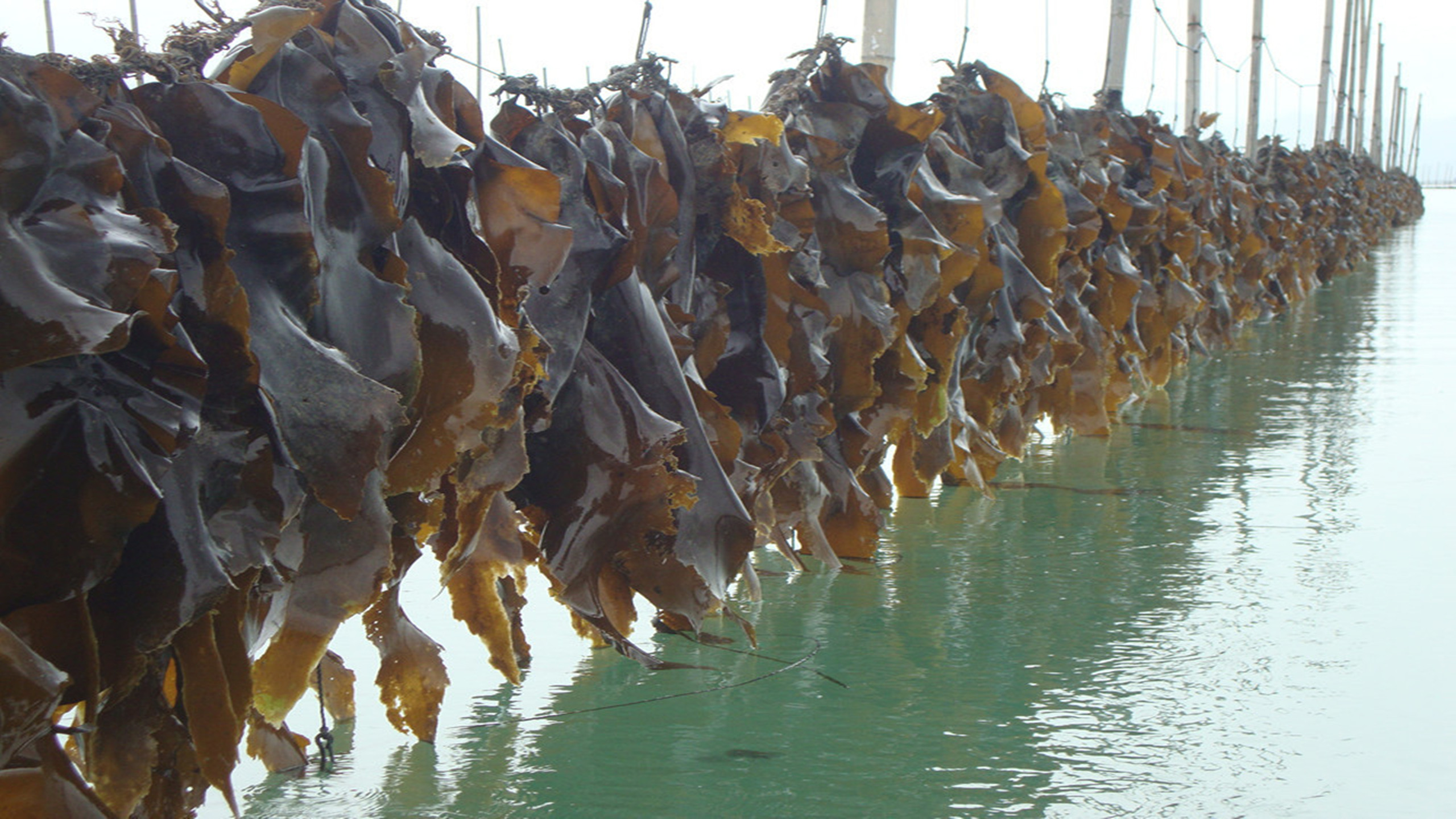 長島海域水深流急,生長的海帶體長,平直部寬,色澤好,是我國最好的海帶