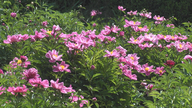 61秒丨立夏三照看芍药来青州古城偶园就对了