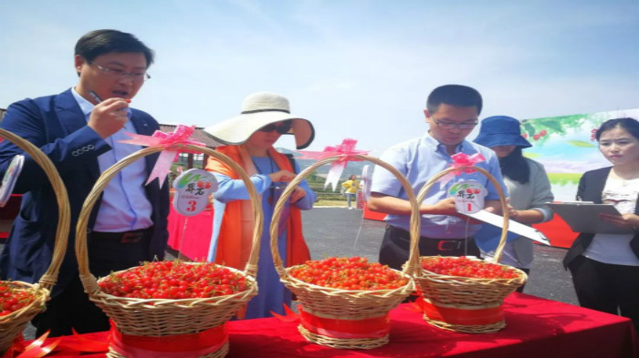 齐鲁网5月21日讯 在第十五届中国·威海(文登)昆嵛山樱桃节上,最吸引