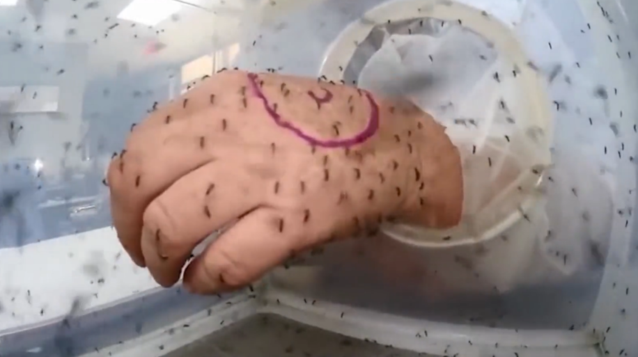 午fun |夏天令人生厌的蚊子又来了,讨厌它但你了解它吗?