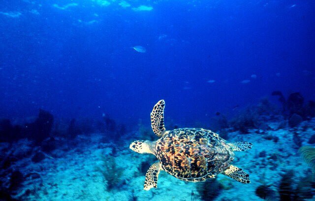 走進深藍｜世界海洋日——拒絕海洋垃圾，珍惜海洋資源