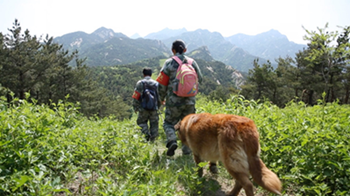 寂寞深山十年修煉 護林員夫妻堅守一片青山