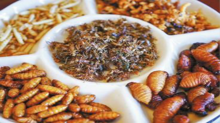 文登昆虫宴富了山里人家