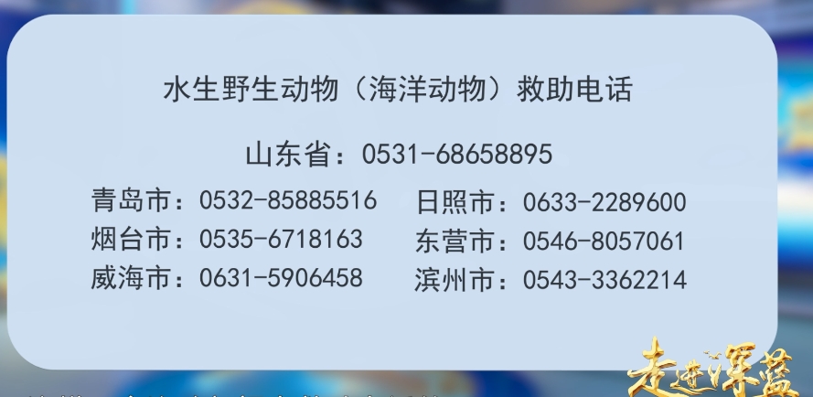 海邊發現受傷動物怎么辦？請撥打以下電話求助