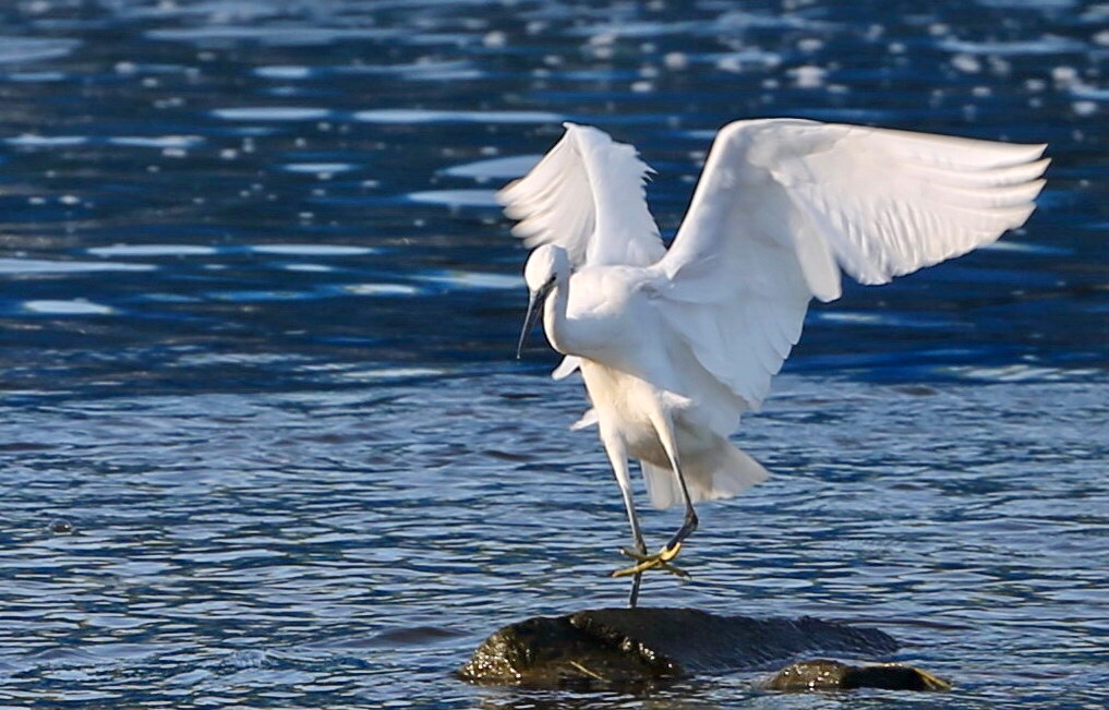五莲洪凝河畔白鹭飞有多美且看摄影师捕捉的那些美好瞬间