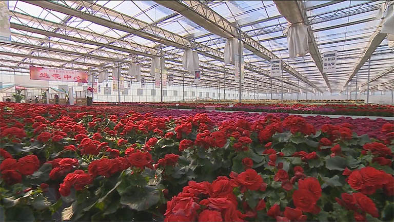 现在,全市形成了蝴蝶兰,多肉,绣球,红掌等特色品牌花卉培育基地6个